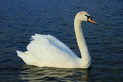 CYGNUS OLOR